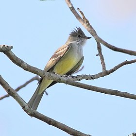 Guaracava-grande em Dourado, Estado de São Paulo, Brasil