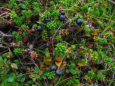 Empetrum nigrum Habitus with fruits