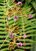 Encyclia naranjapatensis