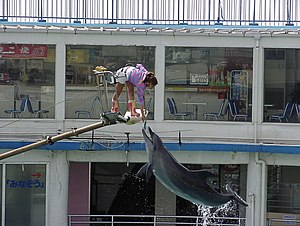 Enoshima aquarium, Fujisawa, Japan (7906049).jpg
