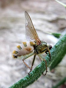 Entomophthora srov. muscae (Zygomycota sp.), Elst (Gld), Nizozemsko.jpg