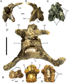 Parasphenoid-basisphenoid and basioccipital of Eolambia.Parasphenoid-basisphenoid CEUM 52156 (WS8) in (A) right lateral, (B) rostral, and (C) caudal views. Braincase CEUM 35475 (Eo2) in (D) ventral view. Basioccipital CEUM 73585 (WS8) in (E) rostral, (F) ventral, and (G) dorsal views. Abbreviations: boc, suture for basioccipital; bt, basal tuber; lbpt, left basipterygoid process; mdp, median prong; oc, occipital condyle; op-exo, suture for opisthotic-exoccipital; ps-bsp, suture for parasphenoid-basisphenoid; psp, parasphenoid process; rbpt, right basipterygoid process; rbt, ridge between basal tubera. Scale bars in A–C and E–G equal 1 cm; scale bar in D equals 5 cm.