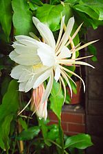 Vignette pour Epiphyllum oxypetalum