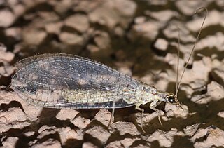 <i>Eremochrysa tibialis</i> Species of lacewing