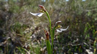 <i>Eriochilus dilatatus</i> Species of orchid