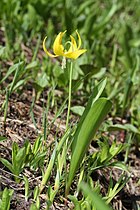 Yellow fawn lily, Mount Rainier National Park