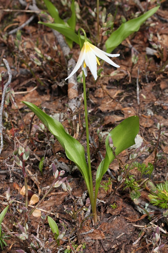 File:Erythronium_montanum_5926.JPG