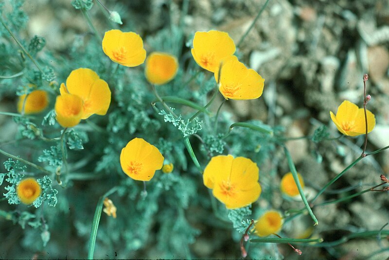 File:Eschscholzia hypecoides 044.jpg