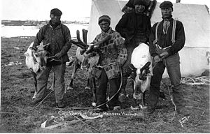 Alaskan reindeer herders, Cape Prince of Wales, ca. 1905 Eskimo men with reindeer, Cape Prince of Wales, ca 1905 (NOWELL 255).jpeg