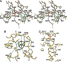 ETF-QO Functional Domains Etf oxidoreductase functional domains.jpg