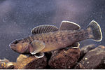 Miniatura per Etheostoma camurum