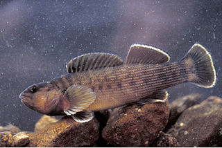 Bluebreast darter Species of fish