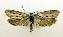 Ethmia dodecea.jpg