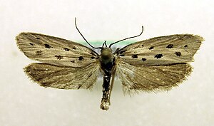 Ethmia dodecea.jpg