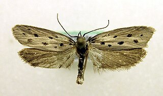 <i>Ethmia dodecea</i> Species of moth