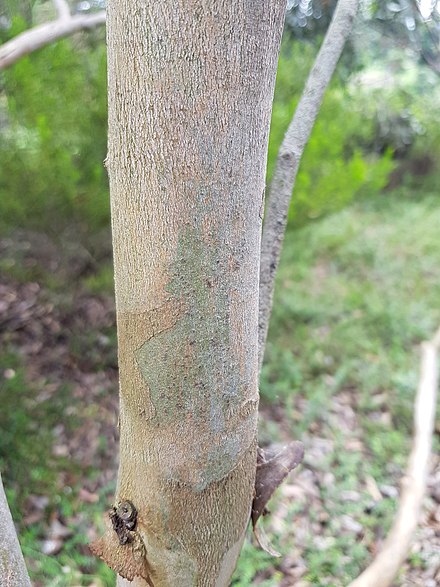 Bark of Eucalyptus cyanophylla. EucalyptusCyanophylla BotGartenMelbourne-20171124-2b.jpg