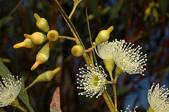 buds and flowers Eucalyptus captiosa buds.jpg