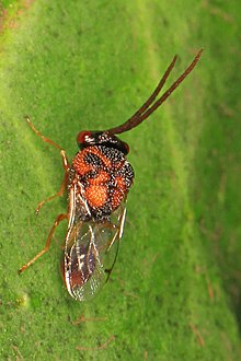Eucharitid Wasp - Obeza floridana, Национальный парк Эверглейдс, Хомстед, Флорида - 02.jpg