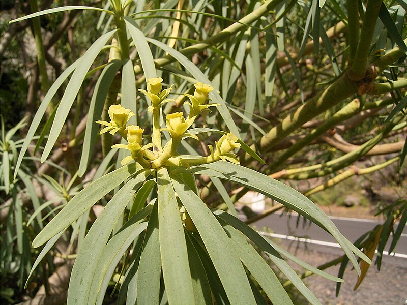 File:Euphorbia lamarckii (El Paso) 03.jpg