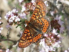 Euphydryas aurinia beckeri