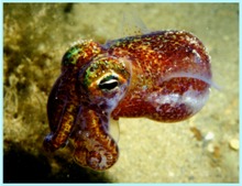 The Hawaiian bobtail squid, its photophores populated with Allivibrio fischeri Euprymna scolopes, South shore of Oahu, Hawaii.tiff