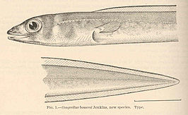 Ariosoma marginatum