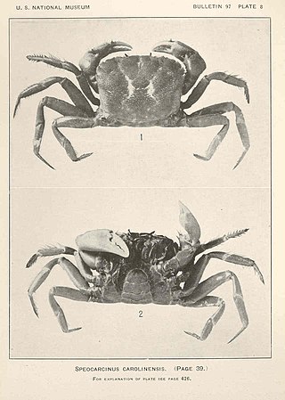 <i>Speocarcinus</i> Genus of crabs