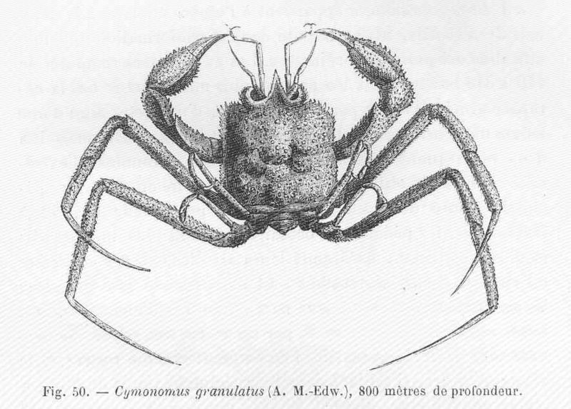 File:FMIB 46962 Cymonomus granulatus (A M-Edw), 800 metres de profondeur.jpeg