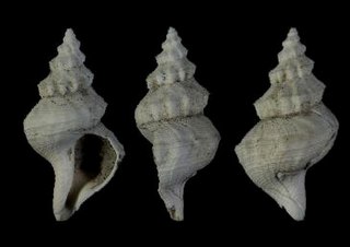 <i>Favriella weberi</i> Species of sea snail