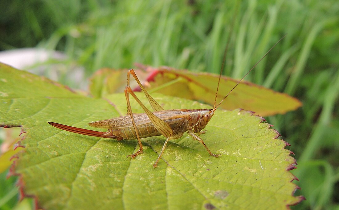 Conocephalinae