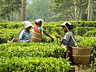 Female workers at a tea Garden of Assam.jpg