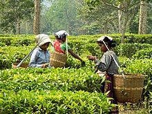Female_workers_at_a_tea_Garden_of_Assam.jpg