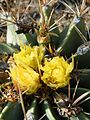 Ferocactus echidne (5780187265).jpg
