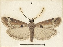 Illustration of male S. oenospora. Fig 1 MA I437618 TePapa Plate-XIX-The-butterflies full (cropped).jpg