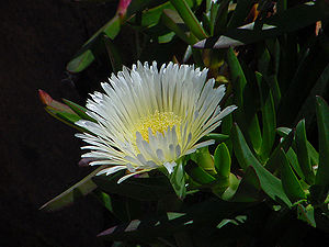 Carpobrotus edulis subsp.  edulis