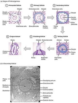 Follicular Development Figure 28 02 04.JPG