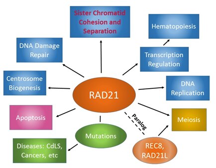 ファイル:Figure 4 RAD21 Functions in various cellular processes. .tif