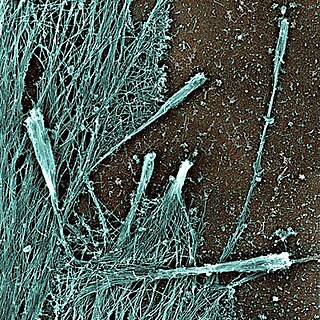 Filopodia Actin projections on the leading edge of lamellipodia of migrating cells