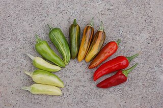 <span class="mw-page-title-main">Fish pepper</span> Cultivar of Capsicum annuum