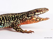 Lézard des murailles mâle (Espagne? 4 juin 2015). Sur ce cliché, on distingue les petites dents de cette espèce, la couleur orangée remarquablement vive de l'écaillure de sa gorge, son iris rouge, le début de la ligne latérale de points bleus. La tache noire au dessus de la patte antérieure et l'écaille massétérique en arrière de l’œil ont tendance à se fondre dans les marbrures noir foncé.