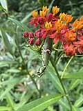 Thumbnail for File:Flora Fauna at Mula river.jpg