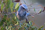 Thumbnail for File:Florida Scrub-Jay perched.jpg