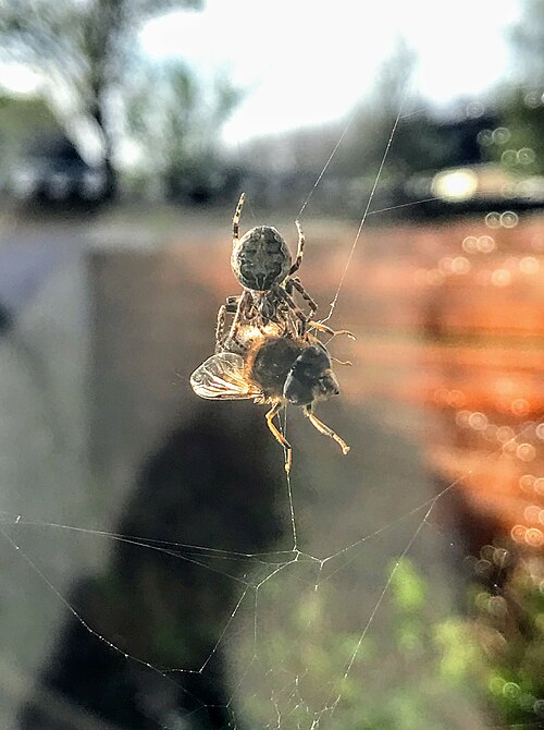 A syrphid fly captured in the web of a spider
