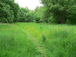 Footpath through meadow on Liss Riverside Railway Walk (geograph 6313252).jpg