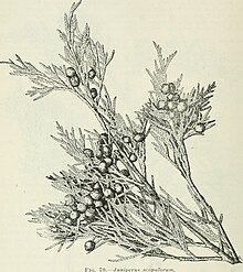 Illustration of Juniperus scopulorum, 1908 Forest trees of the Pacific slope (1908) (14777327311).jpg