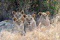 * Nomination Four lion in Masai Mara National Park. Kenya. By User:Byrdyak --IamMM 11:39, 25 July 2022 (UTC) * Promotion Good quality for me --PantheraLeo1359531 12:15, 25 July 2022 (UTC)