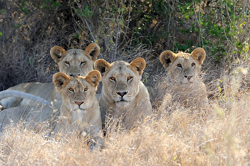 File:Four lion.jpg