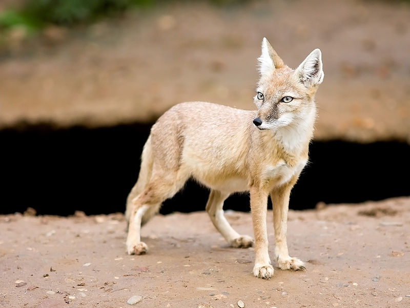 File:Fox---Vulpes-corsac---(Gentry).jpg