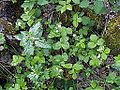 Walderdbeeren (Fragaria vesca)