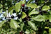 Frangula-alnus-fruits.JPG